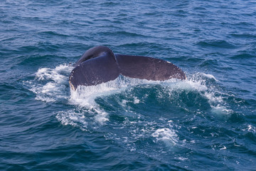 Whale watching. Humpback whale tail with selected focus. Husavik, Iceland.