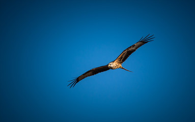 Oiseaux de Proie
