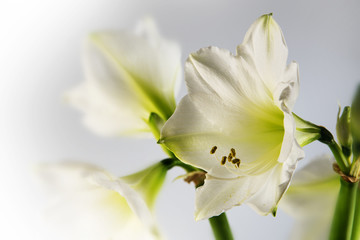 White amaryllis flower (Hippeastrum), romantic close up shot of the beautiful bloom
