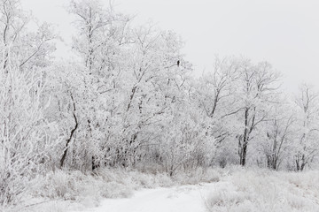 Winter View of trees covered with snow