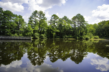 Trees in the Water