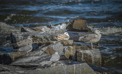 Fototapeta premium Möwen auf Steinen