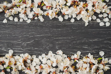 Apricot blossom on dark gray wooden background. Sign of spring, nature awakening.