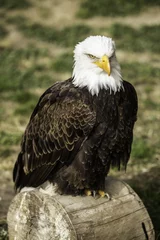 Foto op Plexiglas Imperial eagle resting quiet © franjesmi