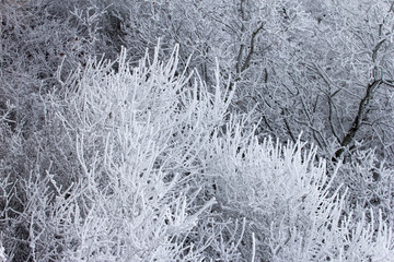 Fototapeta premium Paysages sous le gel et le givre