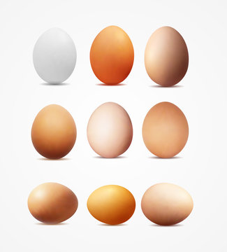 Realistic vector image of yellow and white eggs