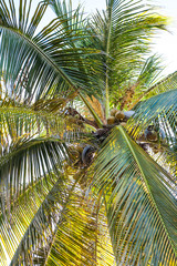 Palmenkrone