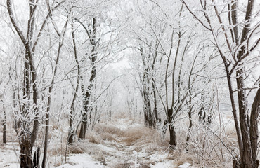 Winter View of trees covered with snow