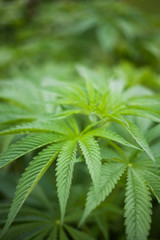Fototapeta na wymiar cannabis