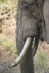 Elephant Profile, Lake Manyara
