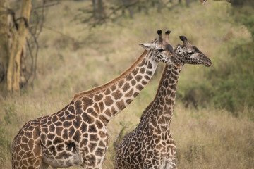 Obraz na płótnie Canvas Giraffe Duo, Serengeti