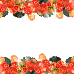 Beautiful floral background of orange begonias 