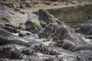 Hippo Pile, Serengeti