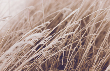 Frozen plants in winter with the hoar-frost