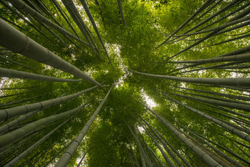 Obraz na płótnie Canvas Bamboo forest, Japan