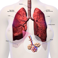 Lungs with Alveoli Labeled  - obrazy, fototapety, plakaty
