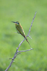 African Bird