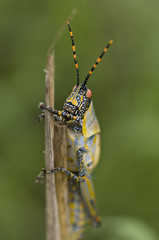 Grasshopper
