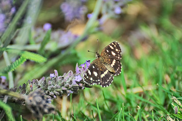 Lavender flower