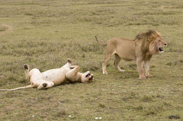 Lion & Lioness