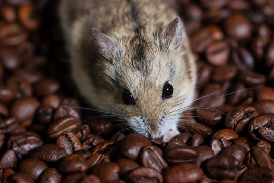 cute little mouse sitting alongside a coffee beans