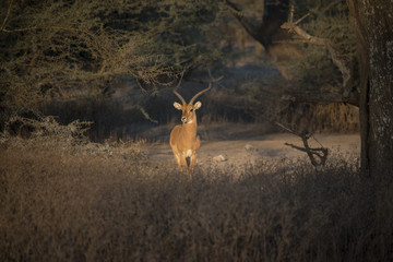 Spotlit Impala, Serengeti