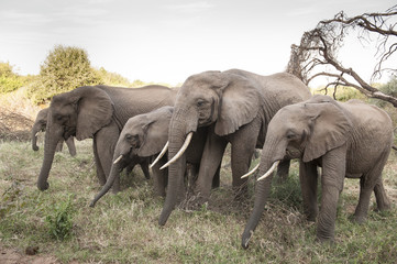 Fototapeta na wymiar Elephant Family, Lake Manyara, Tanzania