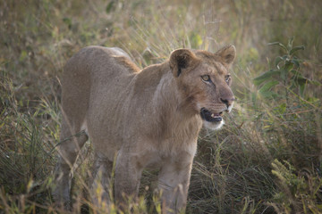 Fototapeta na wymiar Lioness, Serengeti
