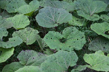 Big Leaves