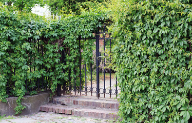 gate overgrown with ivy