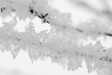 Branch full of hoarfrost with natural background