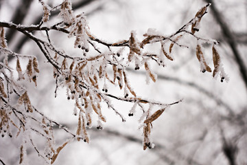 Obraz premium Branch full of hoarfrost with natural background