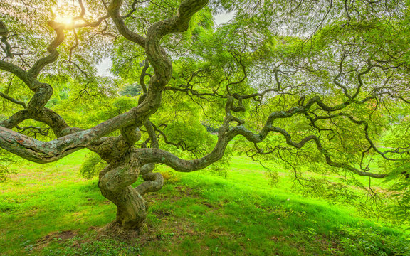 Fototapeta Japanese Maple Tree in Princeton New Jersey 