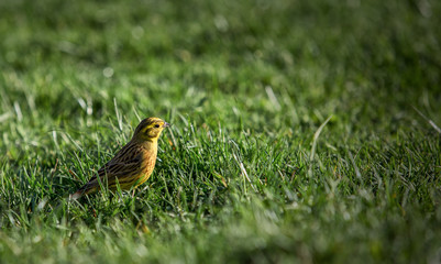 Bird Emberiza citrinella among the thick green grass