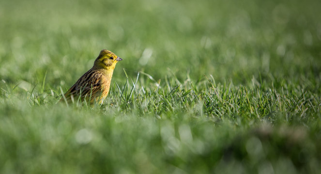 Bird Emberiza citrinella among the thick green grass