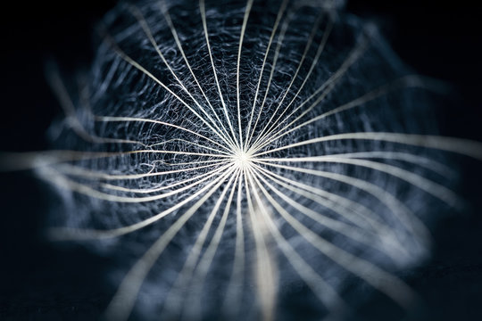 Macro, abstract composition with dandelion seed
