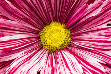 Obraz premium Chrysanthemum flower with details 