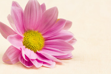 Fototapeta premium Chrysanthemum flower with details 