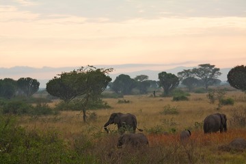 Fototapeta premium Africa