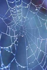 Abstract composition with water drops, spiderwebs and bokeh