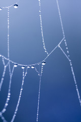 Abstract composition with water drops, spiderwebs and bokeh