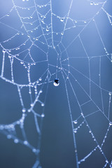 Abstract composition with water drops, spiderwebs and bokeh