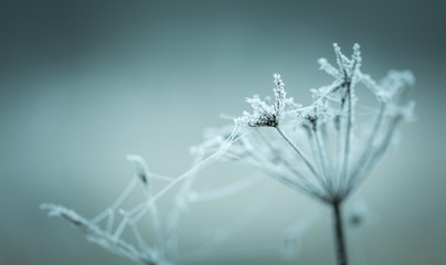 Macro of plant with rime.