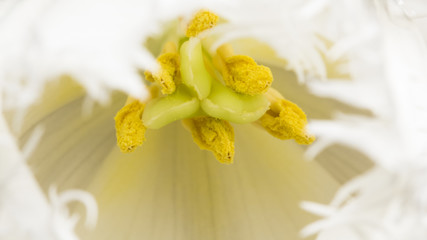White, beautiful tulip with details
