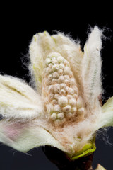 Chestnut blossoming bud isolated on black background with fine details
