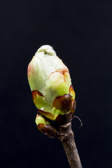 Chestnut bud with fine details isolated on black background