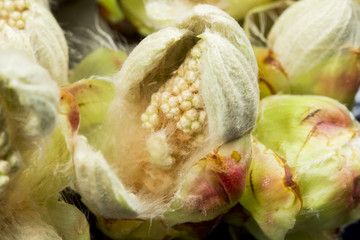 Chestnut blossoming bud isolated on black background with fine details
