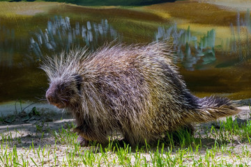 Tree Porcupine Walking