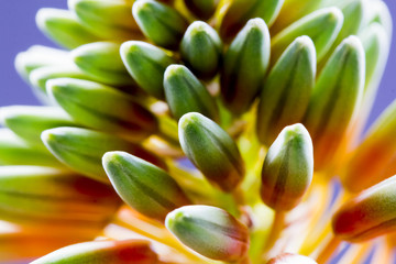Aloe vera flower with details and dark background