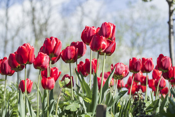 Group of tulips with natural background